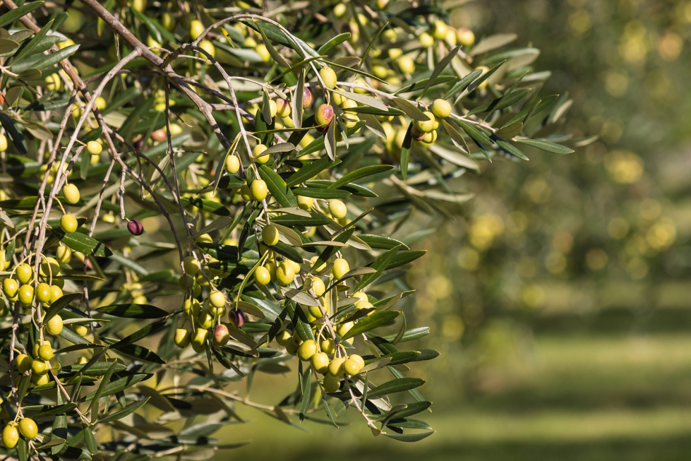 Los olivos – Ecos de la naturaleza con Nieves Carabaña