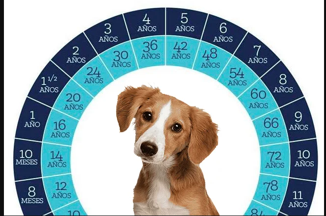 Cómo saber la edad de tu perro – Observa a los animales y aprende de ellos
