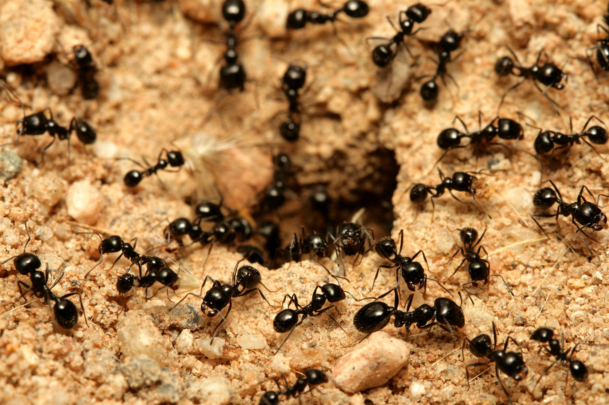 Hormigas – Una charla sin café