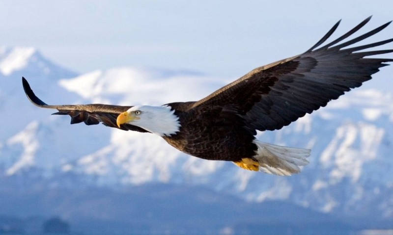 El águila – Animales y plantas de la Biblia