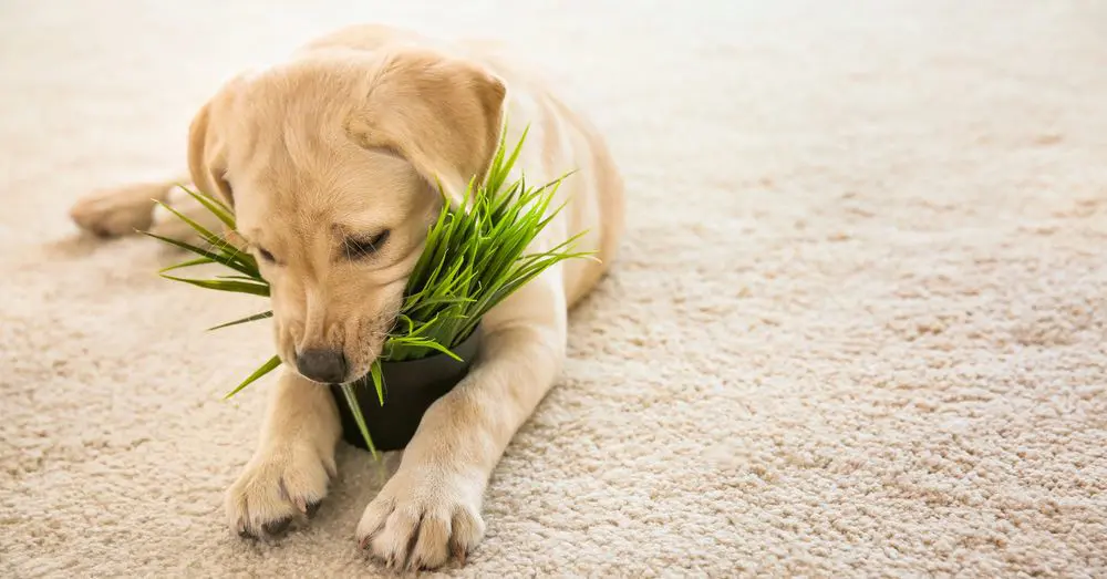 Plantas tóxicas sobre perros y gatos – Observa a los animales y aprende de ellos