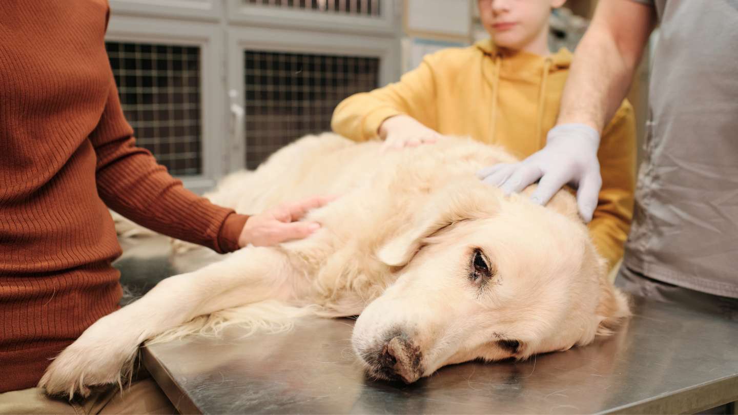Gastroenteritis en perros y gatos – Observa a los animales y aprende de ellos
