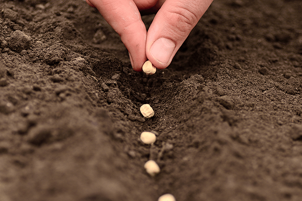 La parábola de la semilla que crece – La semilla con el Pr. Lucho