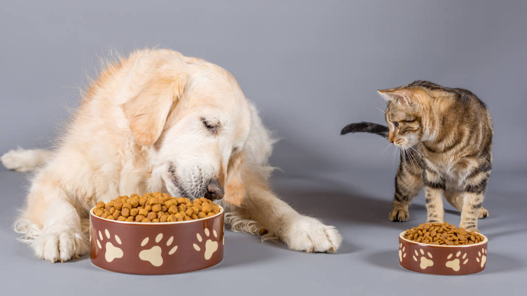 La alimentación en nuestras mascotas – Observa a los animales y aprende de ellos