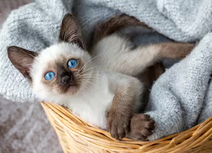 Los gatos – Observa a los animales con la veterinaria Katherine Jara