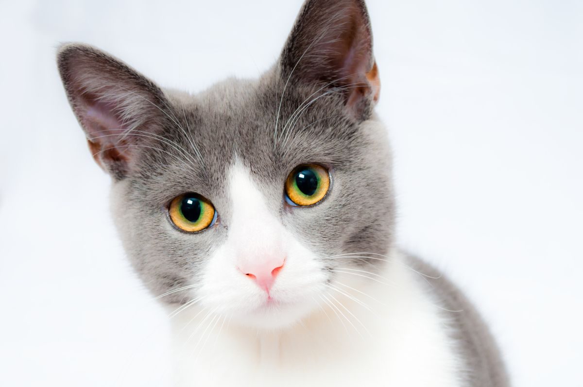 Los gatos esconden sus síntomas: un cambio de carácter o de hábitos puede ser la primera señal.