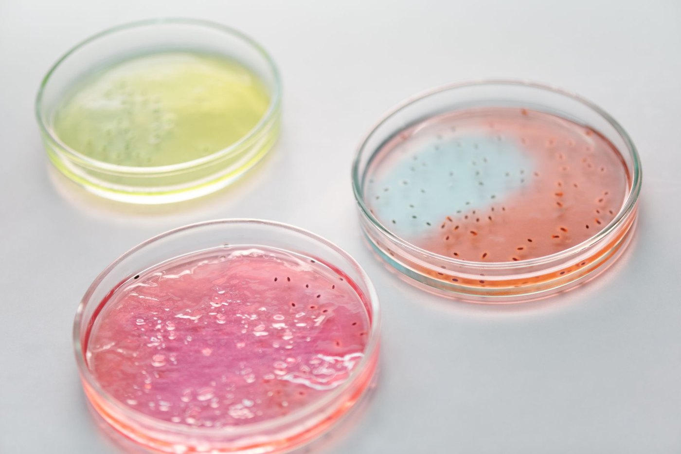 Placas de Petri con cultivos bacterianos en un laboratorio