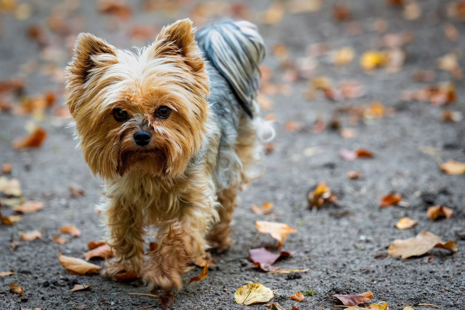El yorkshire terrier, como la mayoría de razas pequeñas, está entre los perros más predispuestos a la enfermedad periodontal.