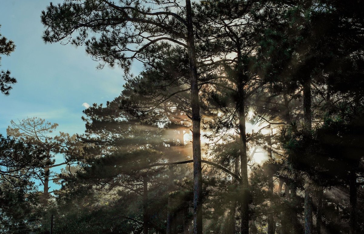 Luz del sol atravesando un pinar