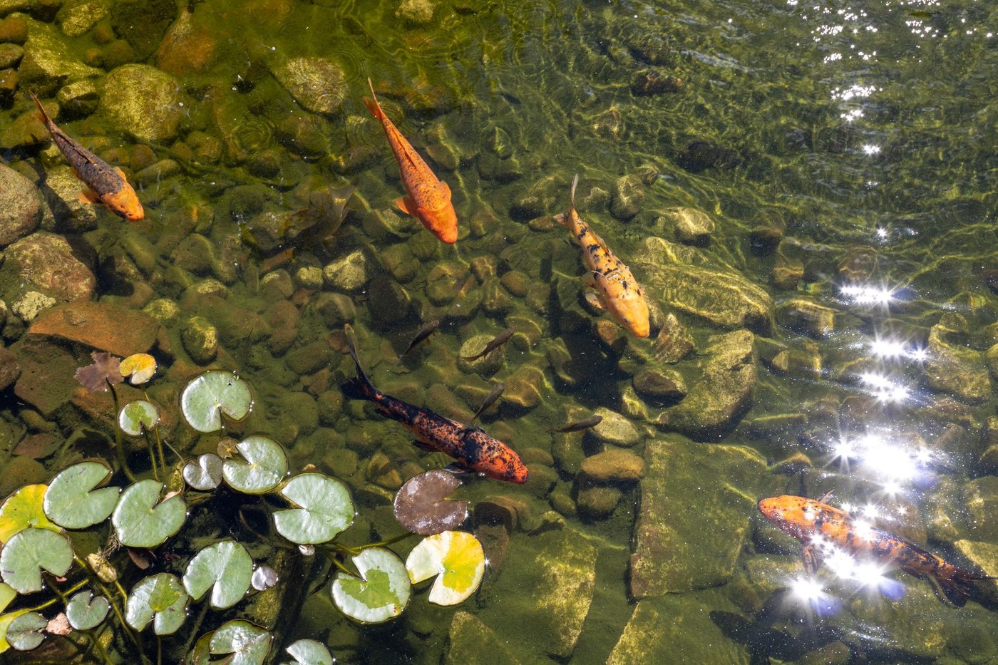 Peces naranjas en un pequeño estanque de jardín con nenúfares y algas