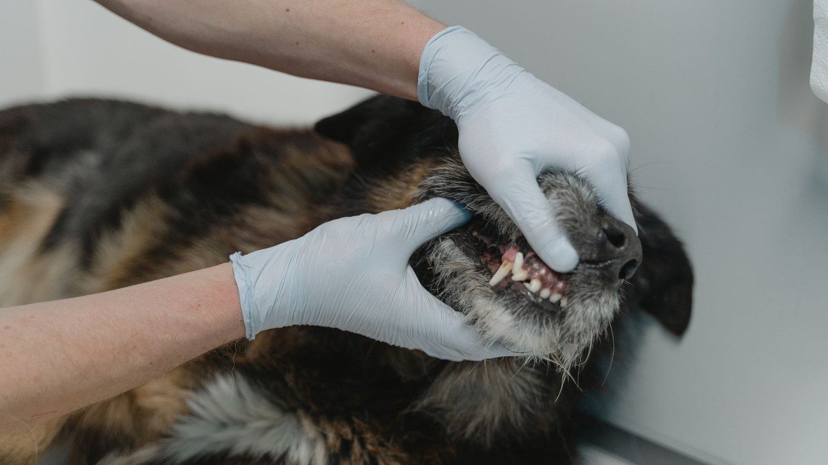 El mal aliento en tu mascota no es normal: cómo detectar la enfermedad periodontal | Katherine Jara