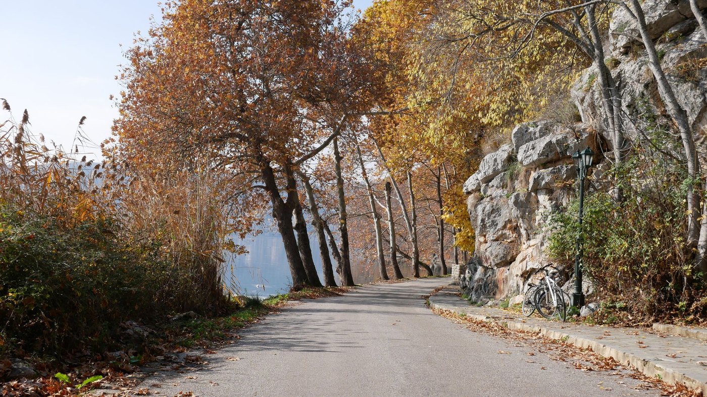 Camino arbolado en oto&ntilde;o
