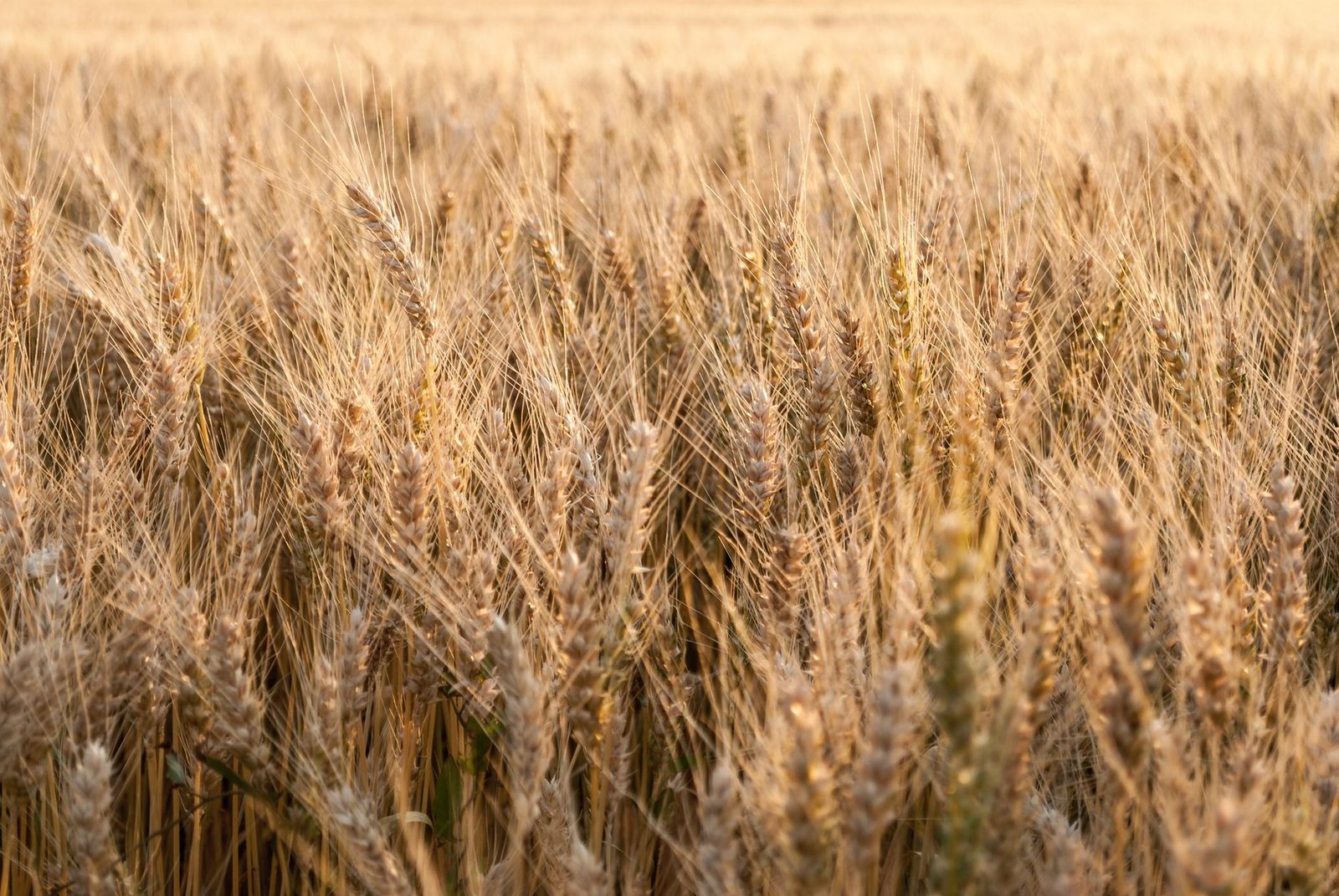 «Tu pueblo será mi pueblo, y tu Dios mi Dios»: la promesa que Rut hace a Noemí camino de Belén no es una declaración de amor, sino una profesión de fe.